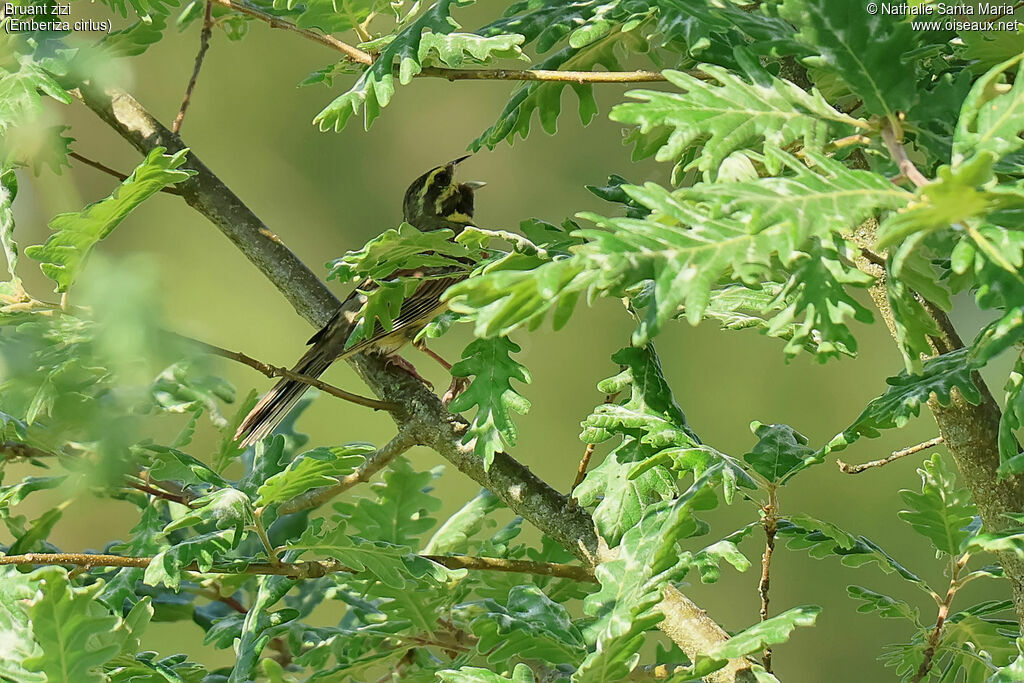 Cirl Bunting male adult breeding, identification, song