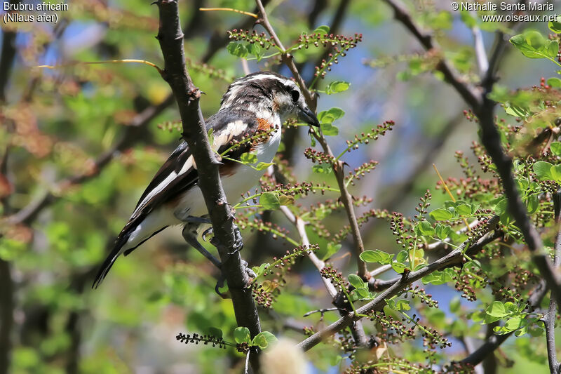 Brubru africain mâle adulte, identification, habitat