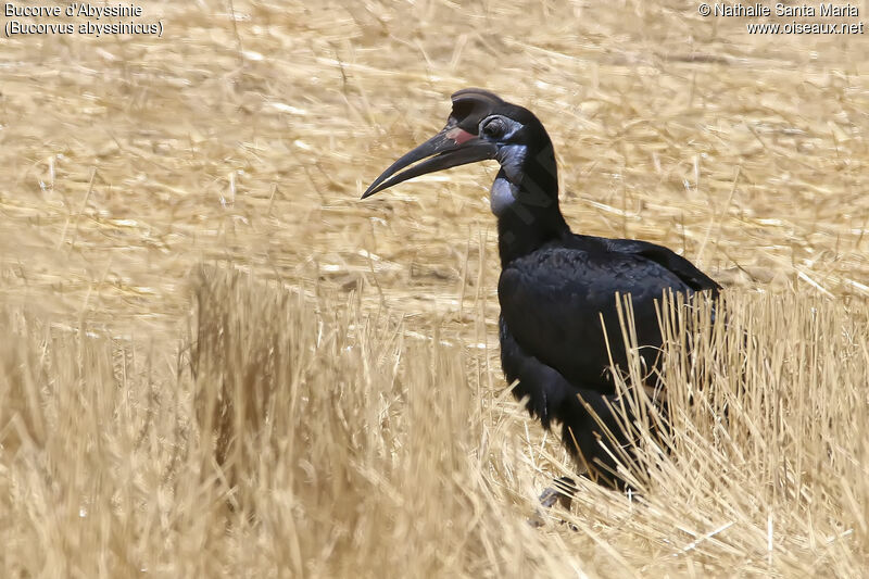 Bucorve d'Abyssinie femelle adulte, identification, habitat, marche