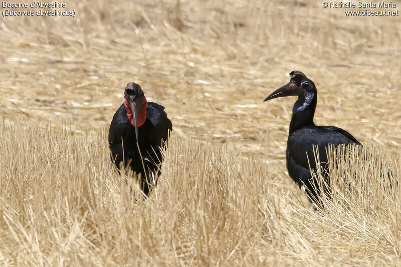 Bucorve d'Abyssinieadulte, habitat, marche