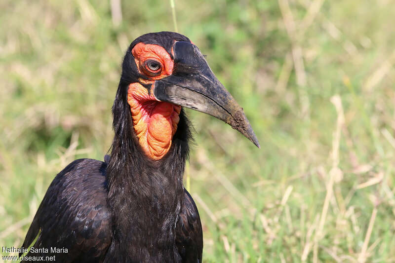 Southern Ground Hornbillimmature, close-up portrait