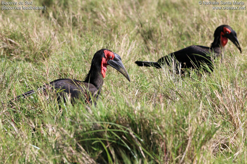 Southern Ground Hornbilladult, habitat, walking