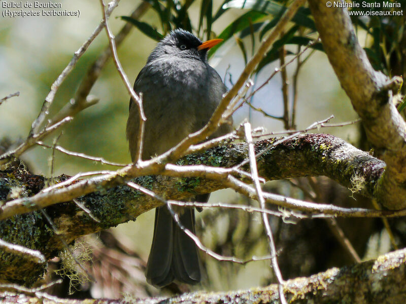 Bulbul de Bourbonadulte, Comportement