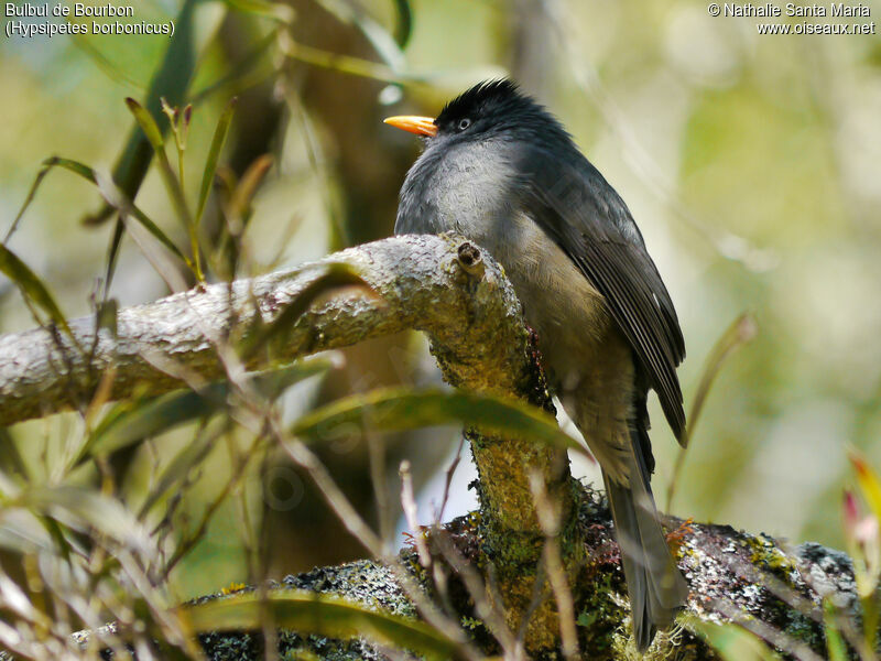 Bulbul de Bourbonadulte, Comportement