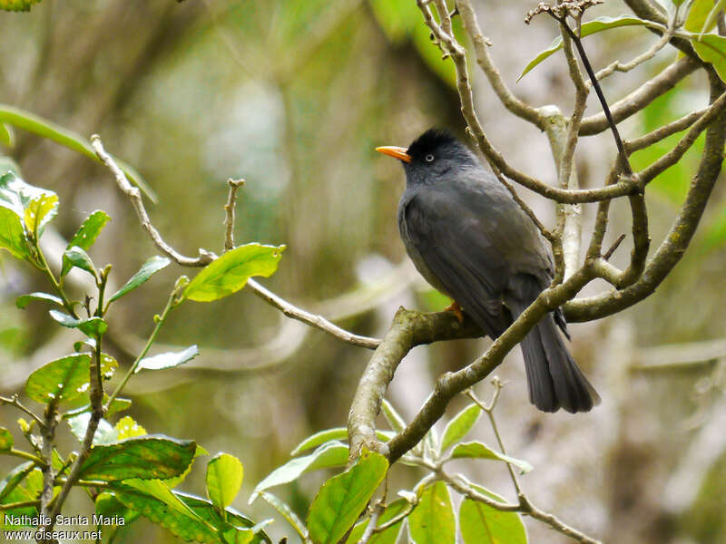 Bulbul de Bourbonadulte, identification