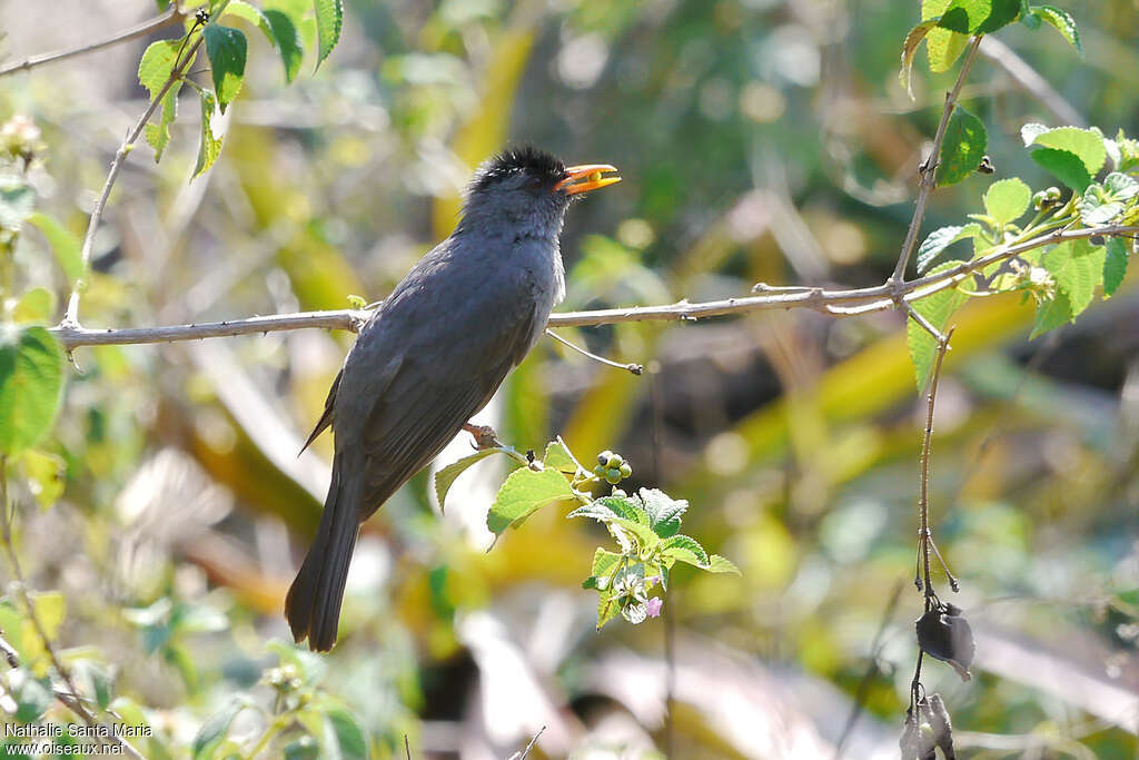 Malagasy Bulbuladult, identification, feeding habits, eats