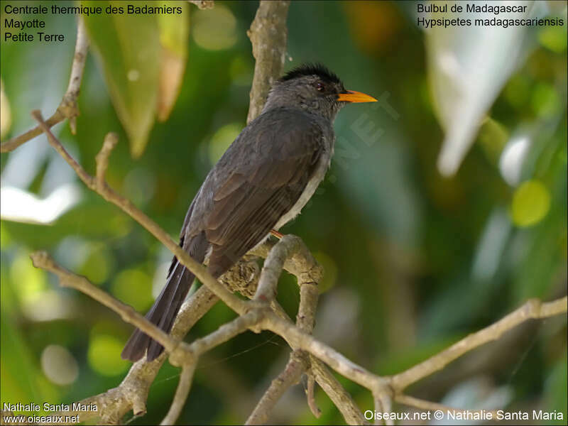 Malagasy Bulbuladult, Behaviour