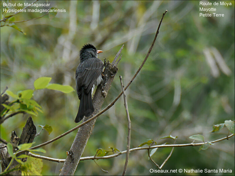 Malagasy Bulbuladult, identification, habitat, Behaviour