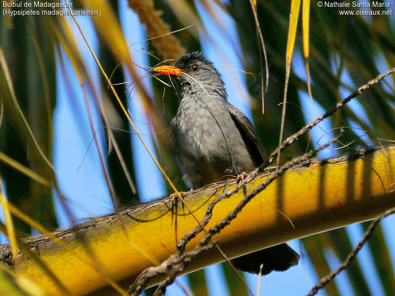 Malagasy Bulbuladult, identification, habitat, Reproduction-nesting, Behaviour