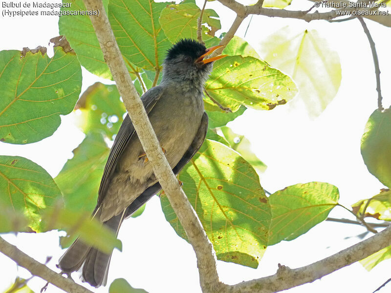 Malagasy Bulbuladult, identification, song, Behaviour