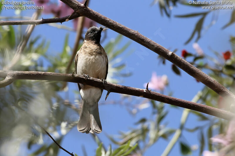 Common Bulbuladult, identification, habitat, Reproduction-nesting