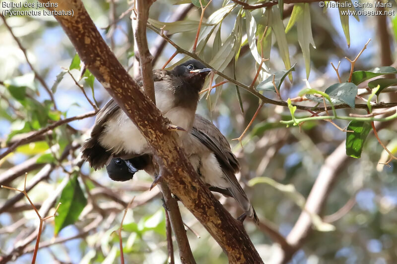 Bulbul des jardinsjuvénile, identification, habitat