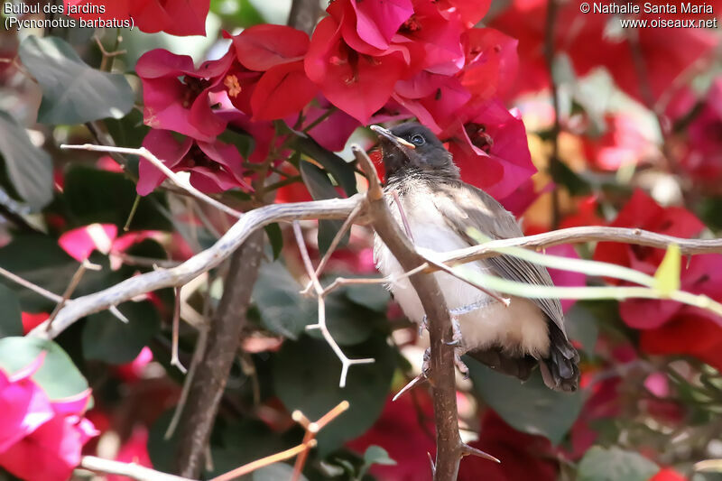 Common Bulbuljuvenile, identification, habitat