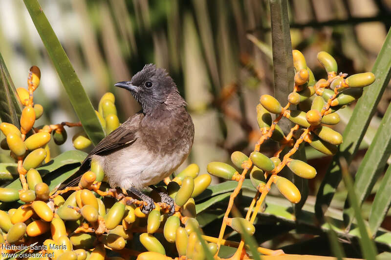 Bulbul des jardinsadulte, portrait