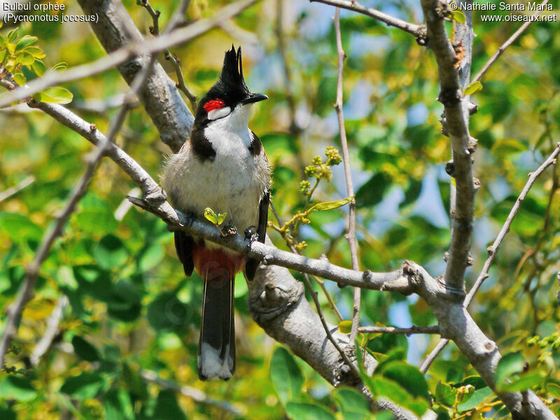 Bulbul orphéeadulte, identification, habitat, Comportement