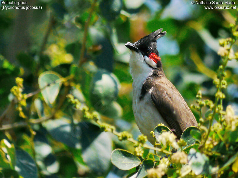 Bulbul orphéeadulte, identification, habitat, Comportement