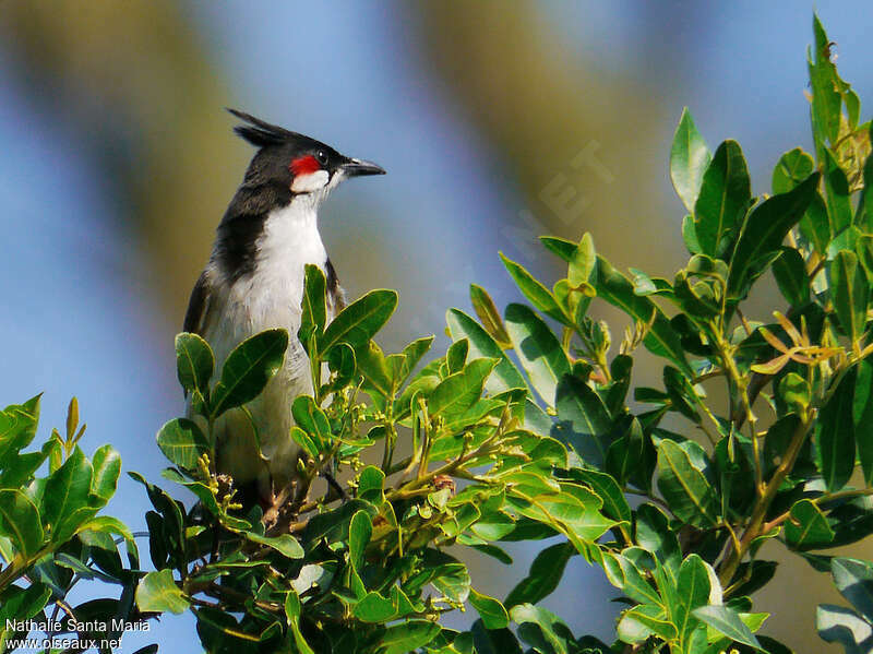 Bulbul orphéeadulte, Comportement