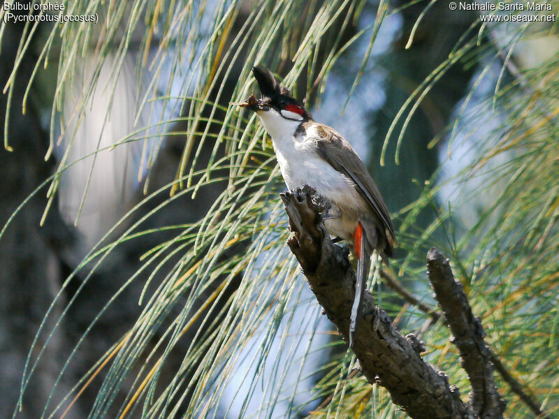 Red-whiskered Bulbuladult, identification, habitat, feeding habits, Reproduction-nesting