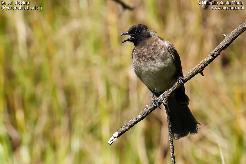 Dark-capped Bulbul, identification, habitat