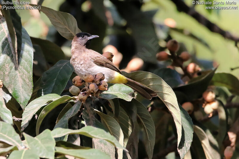 Bulbul tricoloreadulte, identification, habitat, mange, Comportement