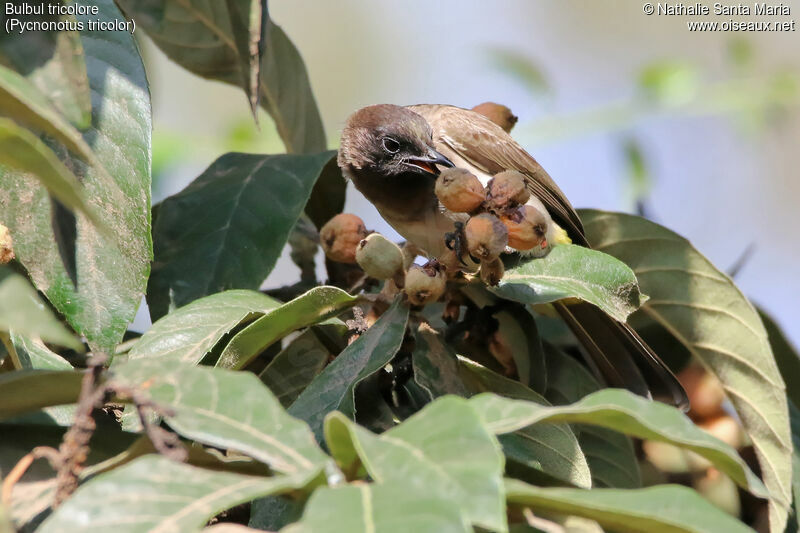 Bulbul tricoloreadulte, identification, habitat, mange, Comportement