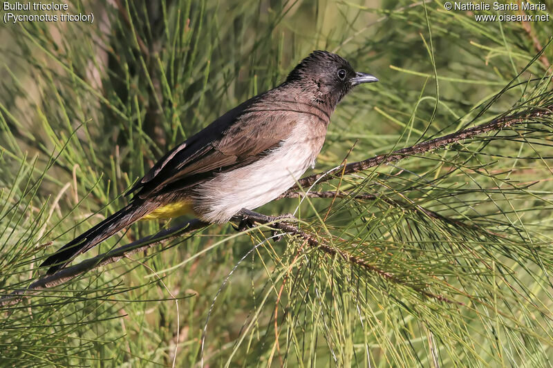 Bulbul tricoloreadulte, identification, habitat