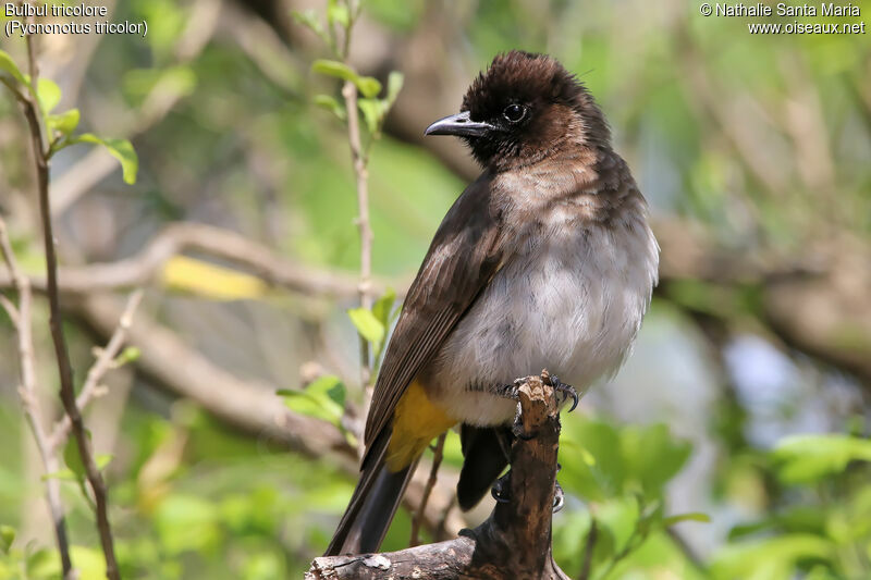 Dark-capped Bulbuladult, identification, habitat, Behaviour