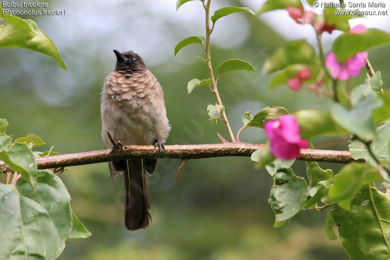 Bulbul tricoloreadulte, identification, habitat