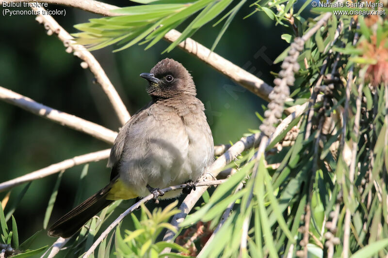 Bulbul tricoloreadulte, identification, habitat