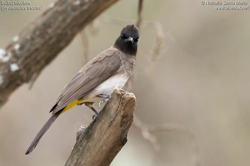 Bulbul tricoloreadulte, identification, habitat