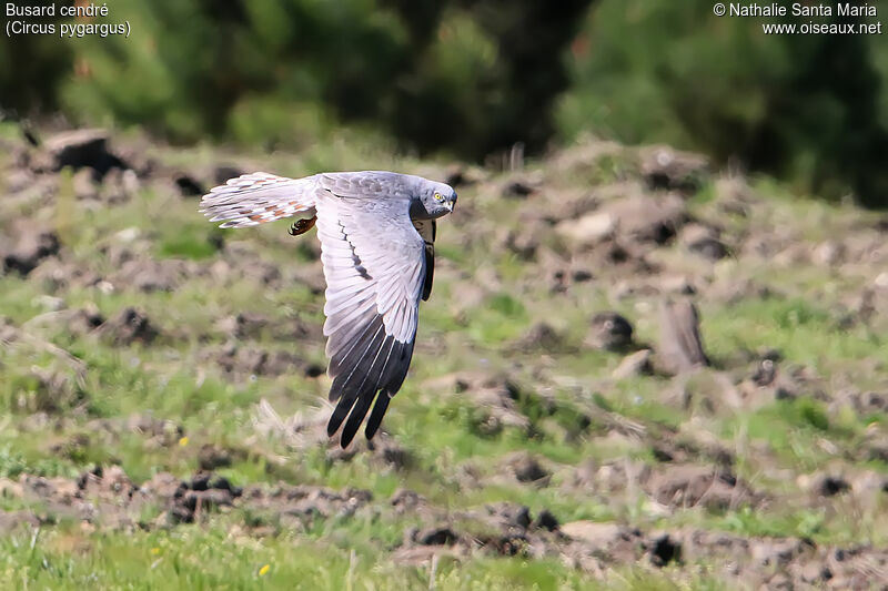 Montagu's Harrier male adult, Flight