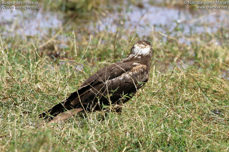 Western Marsh Harrier, identification, habitat, Behaviour