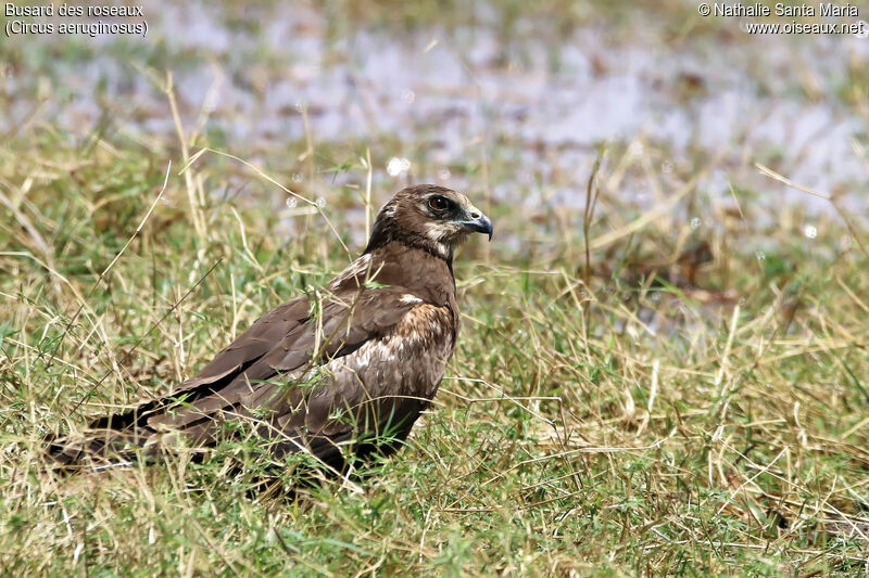 Western Marsh Harrier, identification, habitat, Behaviour