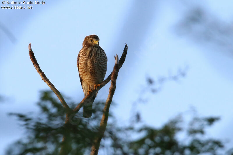 Roadside Hawkjuvenile, identification