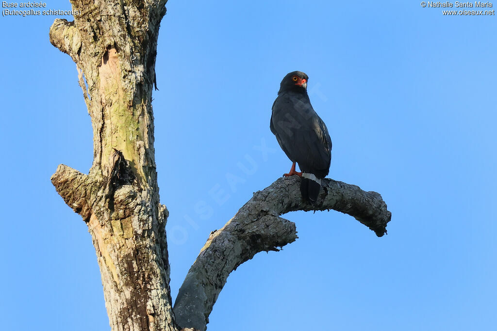 Buse ardoiséeadulte, identification