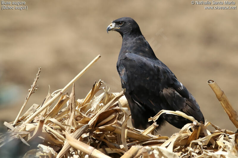 Buse augureadulte, identification, habitat