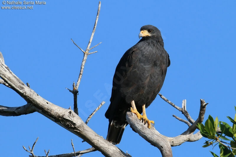 Buse noireadulte, identification