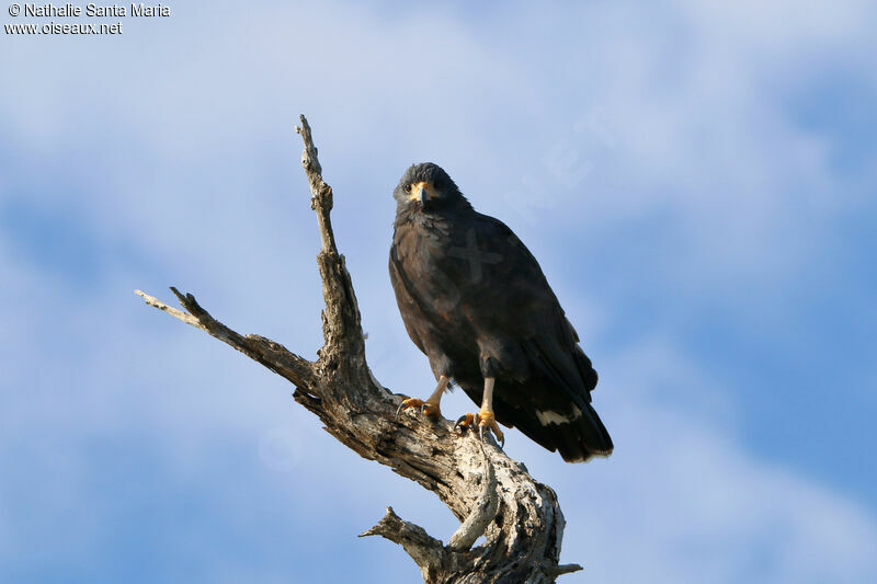 Buse noireadulte, identification