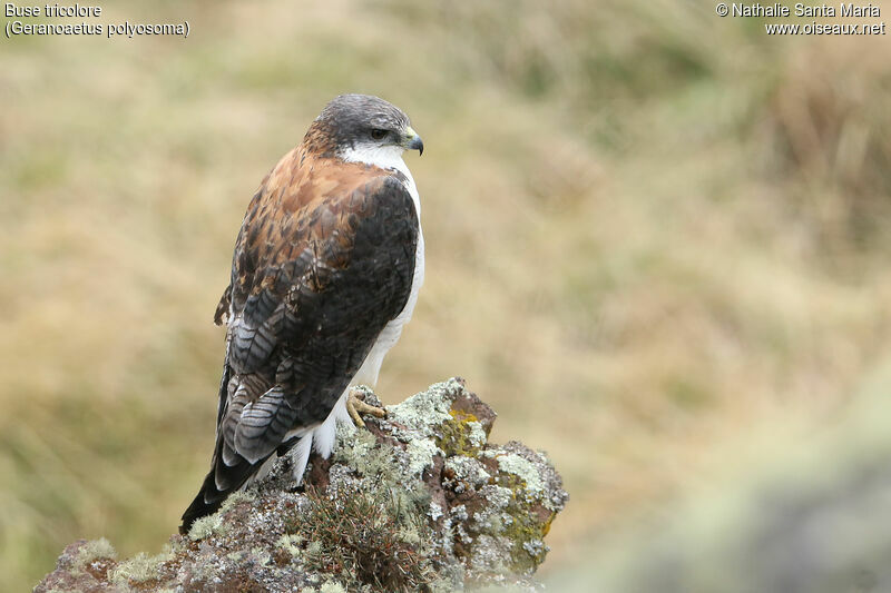 Variable Hawkadult, identification