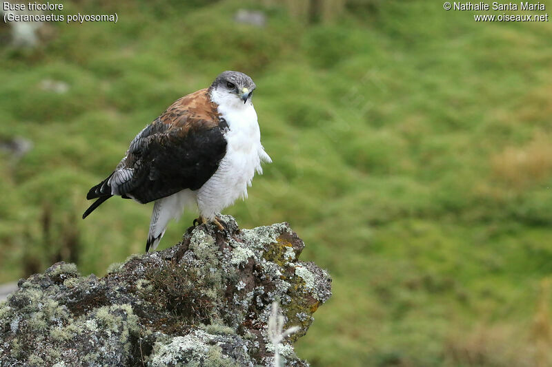 Variable Hawkadult, identification