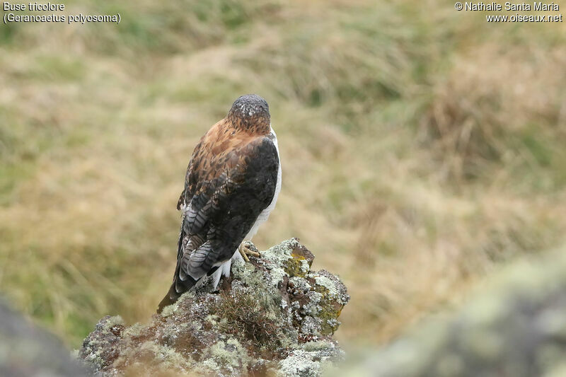 Variable Hawkadult, identification