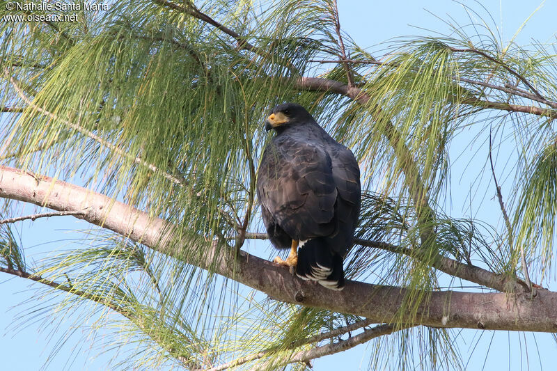 Buse urubuadulte, identification