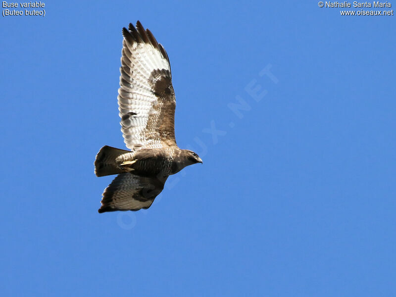 Common Buzzardadult, Flight