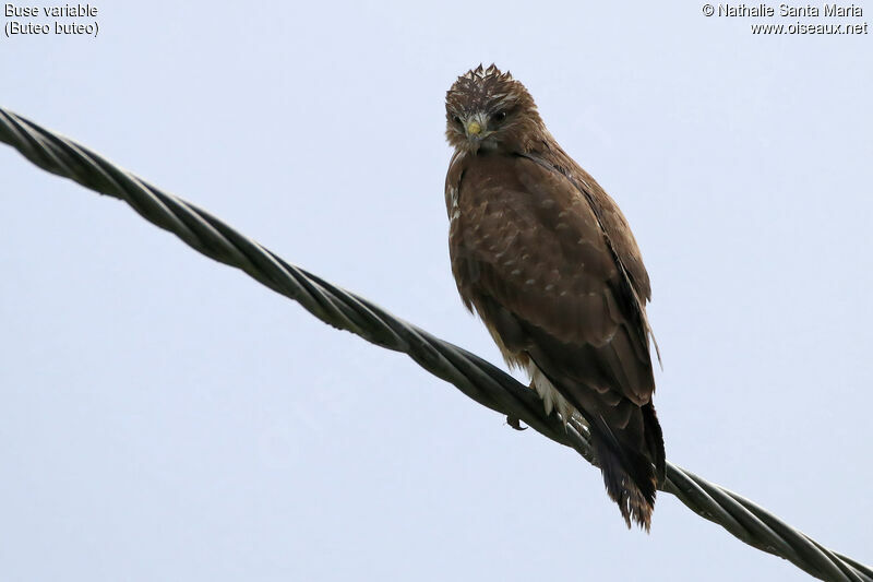 Common Buzzardadult, identification, fishing/hunting, Behaviour