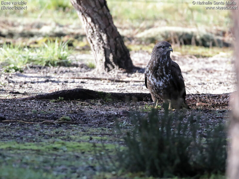 Buse variableadulte, identification, habitat, pêche/chasse, Comportement