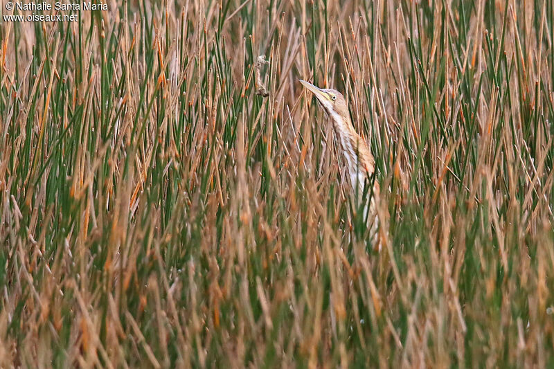 Butor d'Amériquejuvénile, habitat