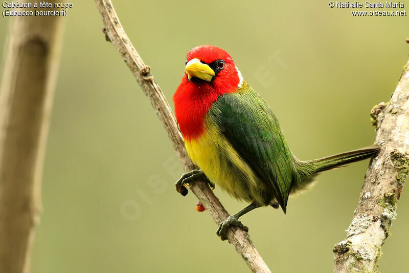 Red-headed Barbet male adult, identification