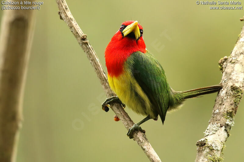 Red-headed Barbet male adult, identification