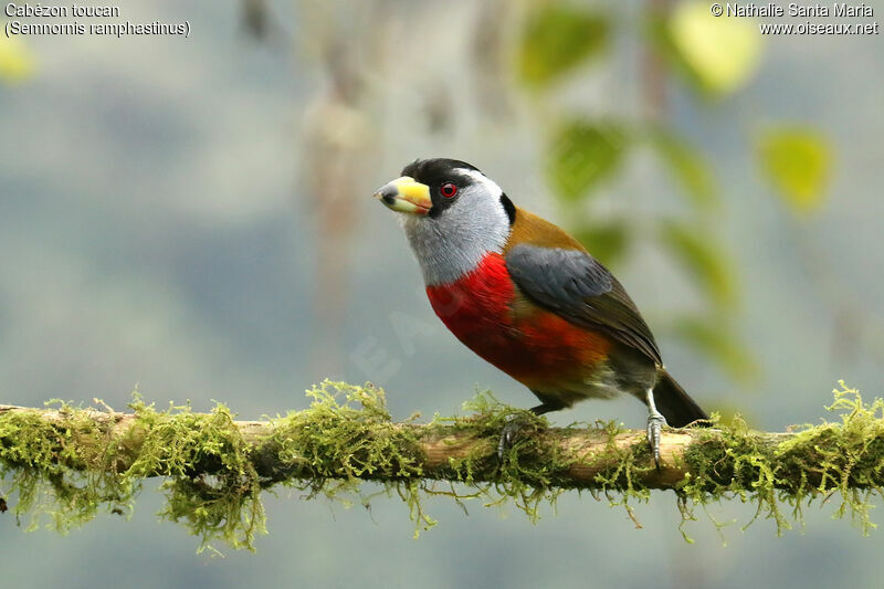 Toucan Barbetadult, identification