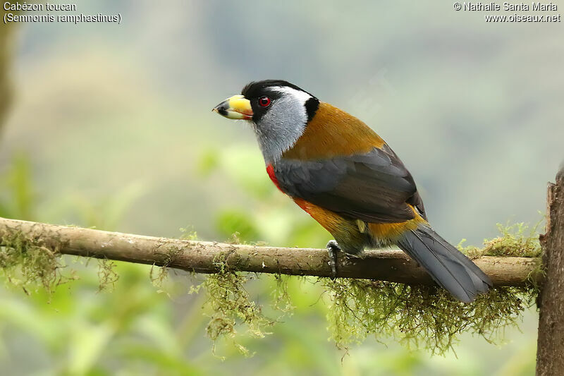 Toucan Barbetadult, identification